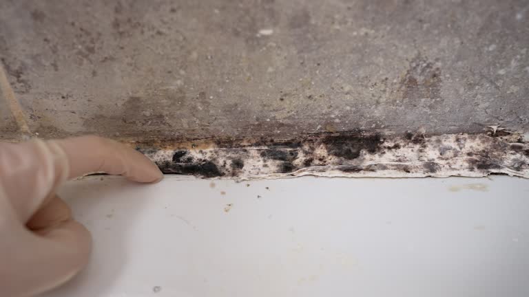 Best Attic Mold Removal  in USA